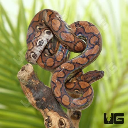 Brazilian Rainbow Boas (Epicrates cenchria) for sale