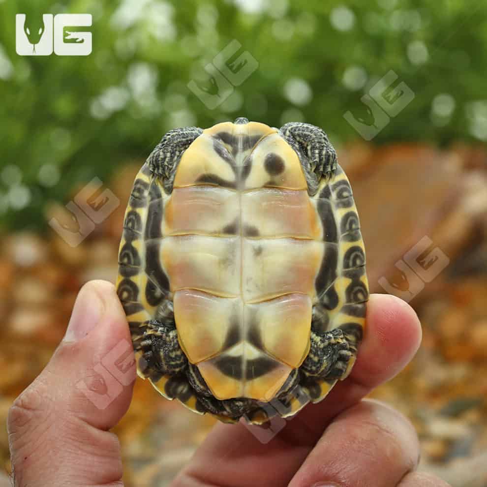 Turtles For Sale Underground Reptiles