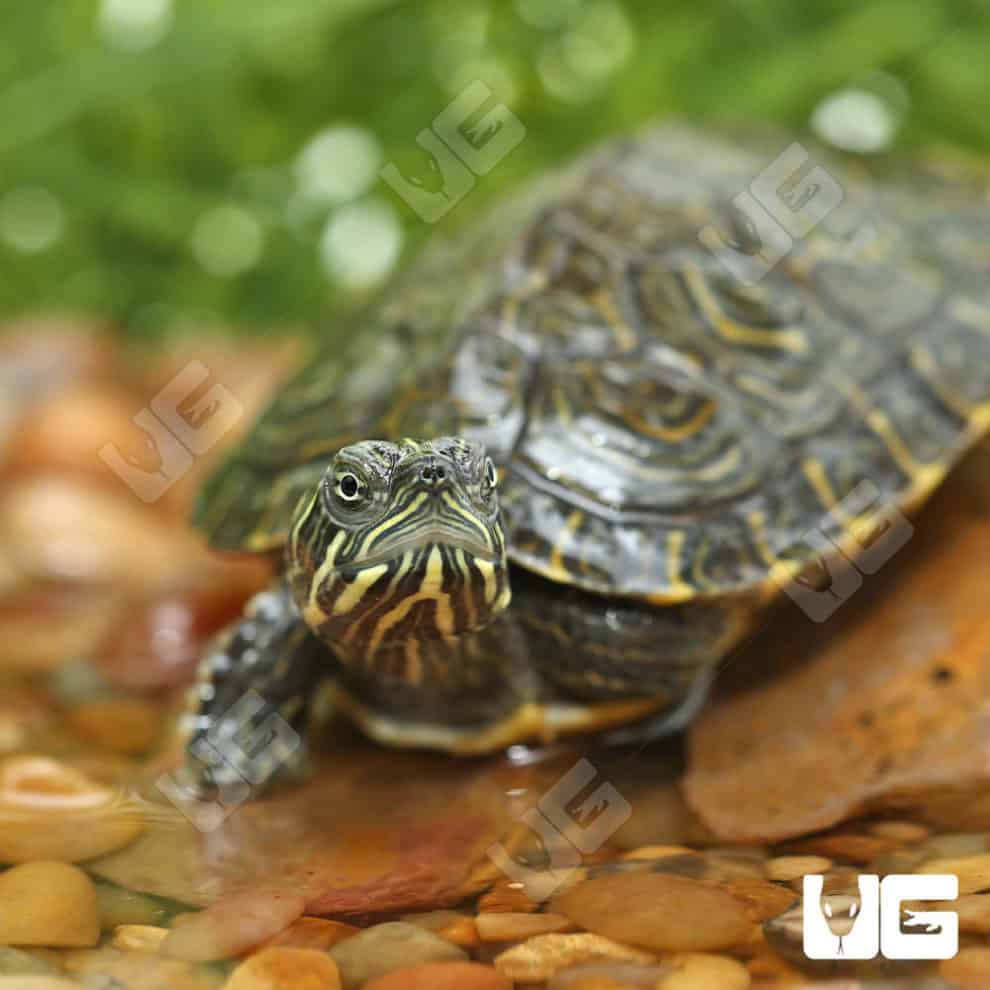 Baby Southern River Cooter Turtle For Sale - Underground Reptiles