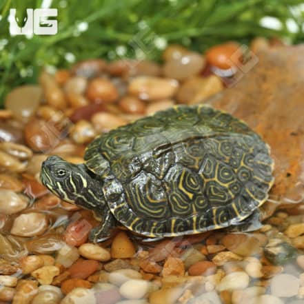 Yearling Southern River Cooter Turtle For Sale - Underground Reptiles