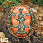 Western Painted Turtles (Chrysemys picta) For Sale - Underground Reptiles