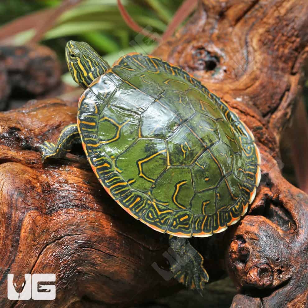 Western Painted Turtles For Sale - Underground Reptiles