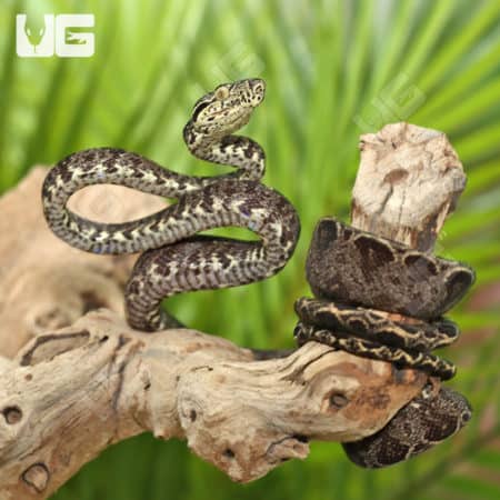 Amazon Tree Boas (Corallus hortulanus) for sale