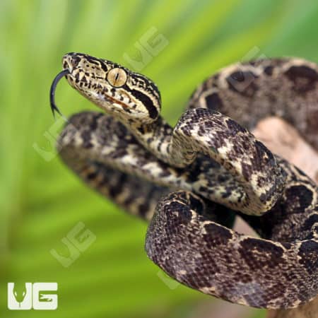 Amazon Tree Boas (Corallus hortulanus) for sale