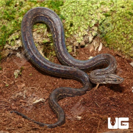 Baby Colombian Rainbow Boas (Epicrates alvarezi) For Sale - Underground Reptiles