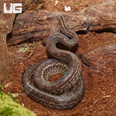 Baby Colombian Rainbow Boas (Epicrates alvarezi) For Sale - Underground Reptiles