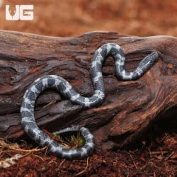 Baby African Wolf Snakes (Lycophidion capense) for sale