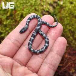 Baby African Wolf Snakes (Lycophidion capense) for sale