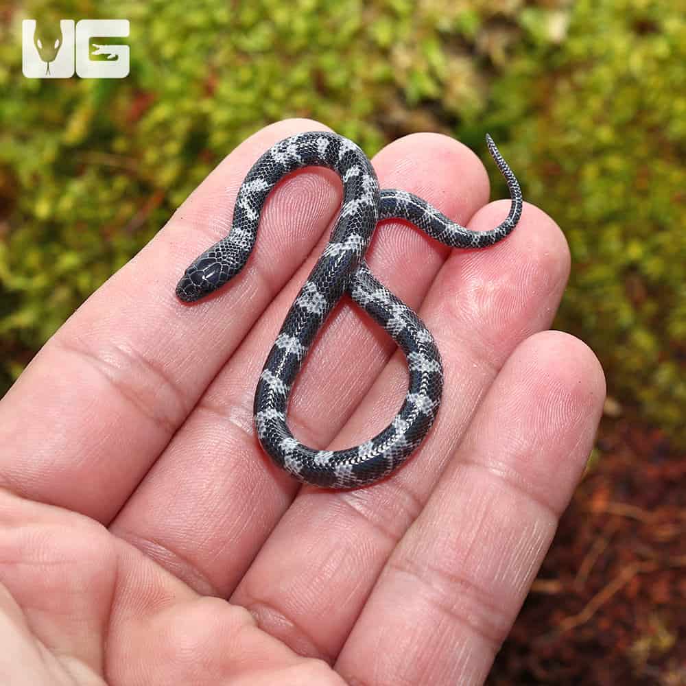 Baby African Wolf Snakes (Lycophidion capense) For Sale - Underground