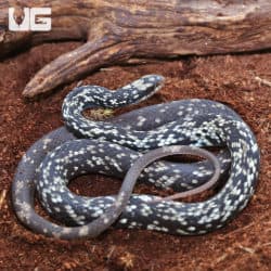 Buttermilk Racer (Coluber constrictor anthicus) for sale