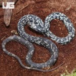 Buttermilk Racer (Coluber constrictor anthicus) for sale