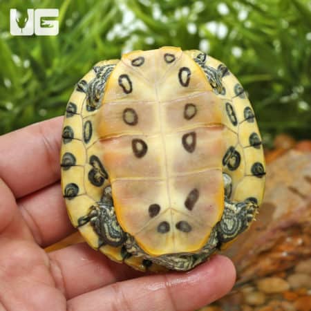 Cumberland Slider Turtles (Trachemys scripta troostii) for sale