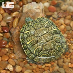 Cumberland Slider Turtles (Trachemys scripta troostii) for sale