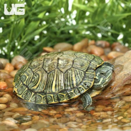 Cumberland Slider Turtles (Trachemys scripta troostii) for sale