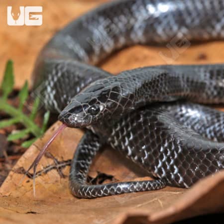 Juvenile African Wolf Snakes (Lycophidion capense) for sale