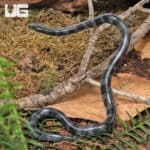 Juvenile African Wolf Snakes (Lycophidion capense) for sale