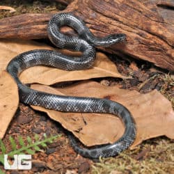 Juvenile African Wolf Snakes (Lycophidion capense) for sale
