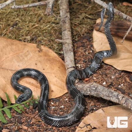 Juvenile African Wolf Snakes (Lycophidion capense) for sale