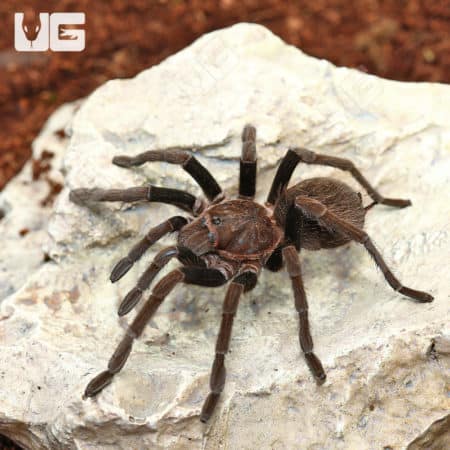 El Salvador Fawn Birdeater Tarantulas (Stichoplastoris longistylus) For Sale - Underground Reptiles