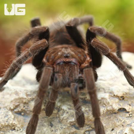 El Salvador Fawn Birdeater Tarantulas (Stichoplastoris longistylus) For Sale - Underground Reptiles