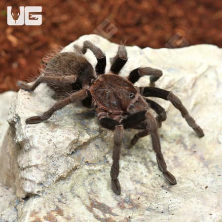 El Salvador Fawn Birdeater Tarantulas (Stichoplastoris longistylus) For Sale - Underground Reptiles