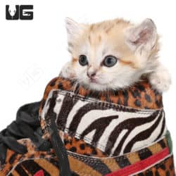 Baby Sand Cat (Felis margarita) For Sale - Underground Reptiles