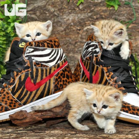 Cute sand cat kittens with leopard print sneakers, showcasing adorable wildlife and footwear.