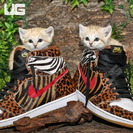 Adorable sand cat kittens sitting inside stylish animal print sneakers.