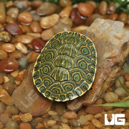Nicaraguan Slider Turtles (Trachemys emoli) for sale