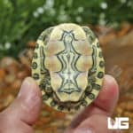 Nicaraguan Slider Turtles (Trachemys emoli) for sale