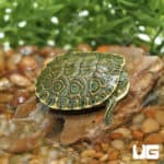 Nicaraguan Slider Turtles (Trachemys emoli) for sale