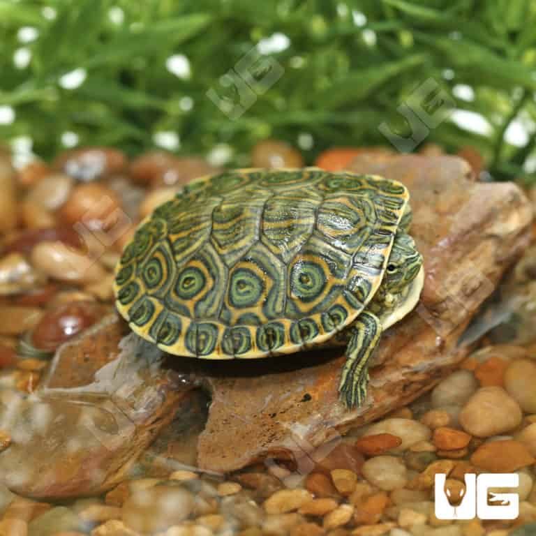 Yearling Nicaraguan Ornate Slider Turtles (Trachemys emoli) For Sale ...