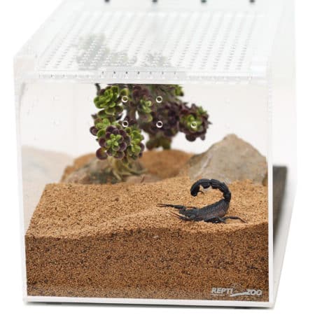 Scorpion in a desert terrarium with sand and plants, suitable for reptile enthusiasts.