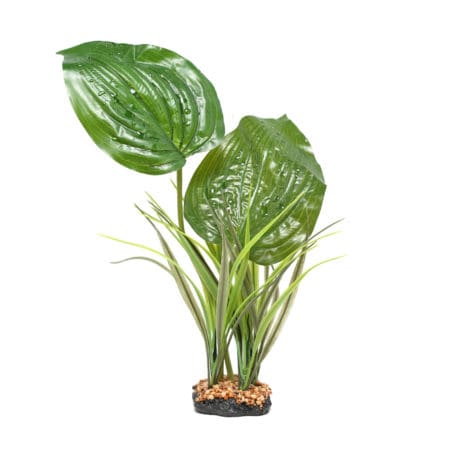 Bright green tropical houseplant with large, glossy leaves and variegated foliage. Perfect for indoo.