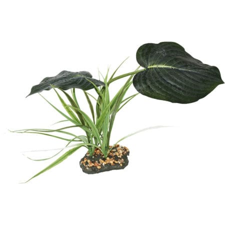 Tropical houseplant with large, dark green leaves and slender stems, ideal for indoor reptile enclos.