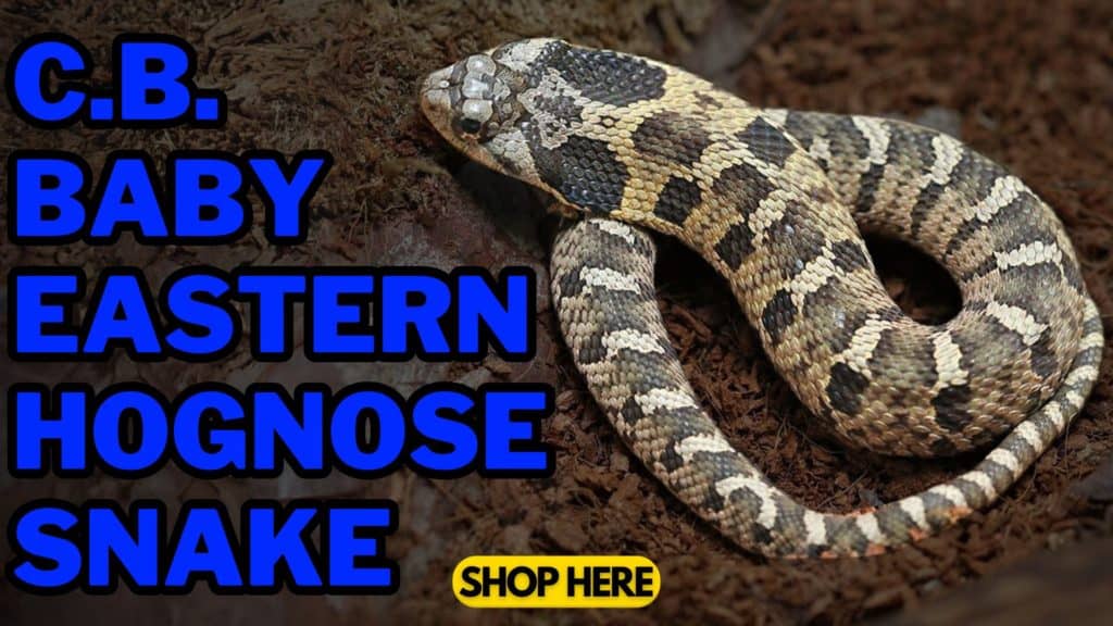 Anilius Scytale Pipe Snakes (Anilius Scytale) For Sale - Underground  Reptiles