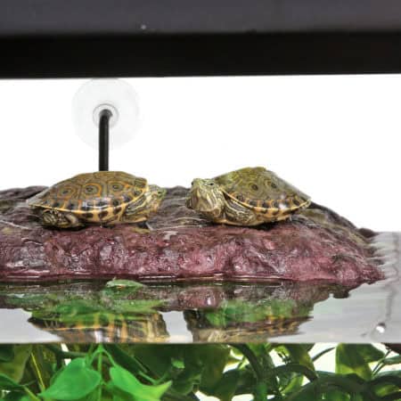 Aquatic turtles basking on a rock in a 20-gallon freshwater turtle habitat.