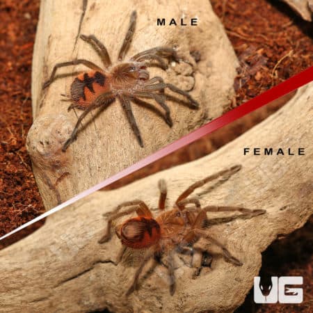 Santo Domingo Goliath Birdeater Tarantula (Pamphobeteus sp 'Santo Domingo Goliath') for sale