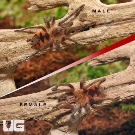 Santo Domingo Goliath Birdeater Tarantula (Pamphobeteus sp 'Santo Domingo Goliath') for sale