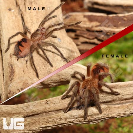 Santo Domingo Goliath Birdeater Tarantula (Pamphobeteus sp 'Santo Domingo Goliath') for sale