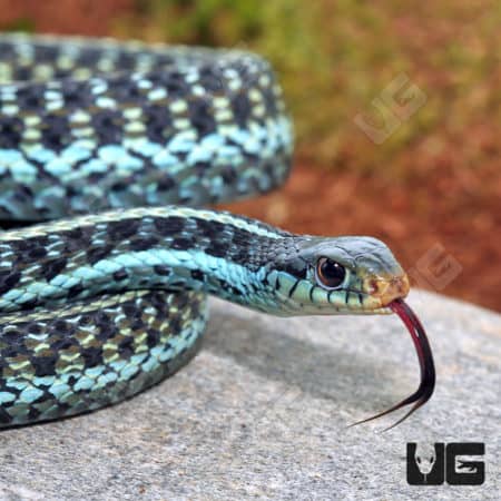 Florida Blue Garter Snakes (Thamnophis sirtalis similis) For Sale - Underground Reptiles