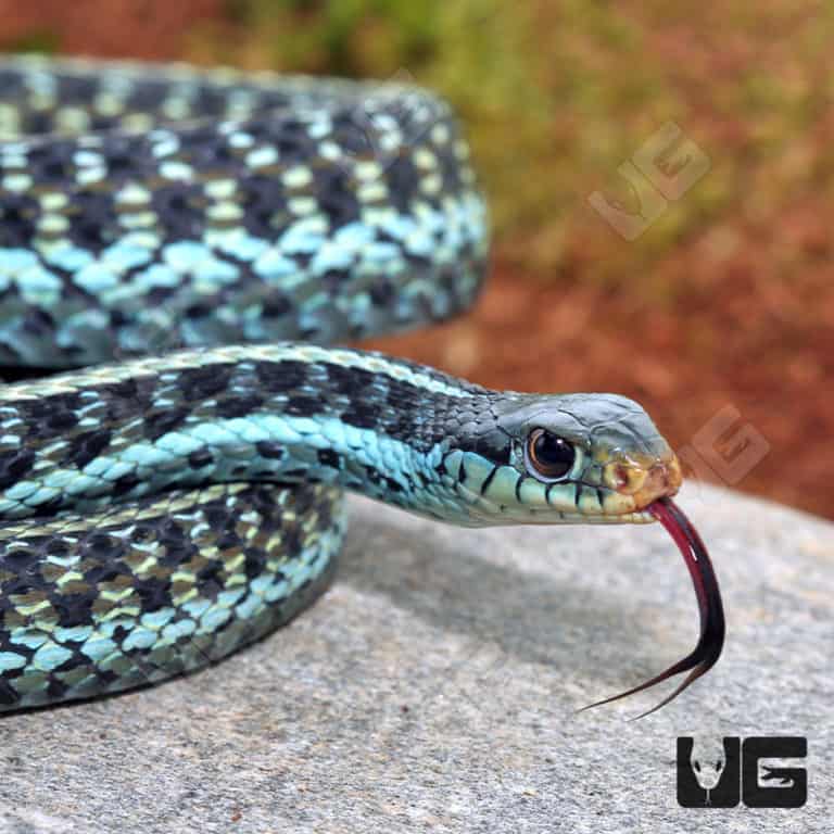 Florida Blue Garter Snakes For Sale - Underground Reptiles