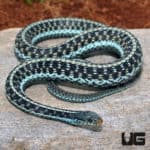 Florida Blue Garter Snakes (Thamnophis sirtalis similis) For Sale - Underground Reptiles