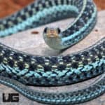 Florida Blue Garter Snakes (Thamnophis sirtalis similis) For Sale - Underground Reptiles