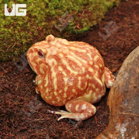 Raspberry Pacman Frogs (Ceratophrys cranwelli) for sale