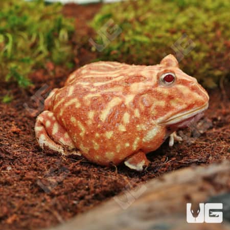 Raspberry Pacman Frogs (Ceratophrys cranwelli) for sale