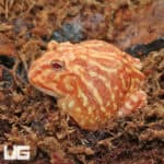 Raspberry Pacman Frogs (Ceratophrys cranwelli) for sale