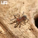 Argentine Dwarf Fire Rump Tarantula Sling (plesiopelma longisternale) For Sale - Underground Reptiles