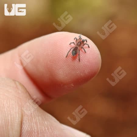 Argentine Dwarf Fire Rump Tarantula Sling (plesiopelma longisternale) For Sale - Underground Reptiles