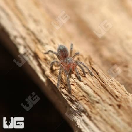 Argentine Dwarf Fire Rump Tarantula Sling (plesiopelma longisternale) For Sale - Underground Reptiles